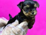 Resmi̇ Üreti̇ci̇den Teacup Yorkshi̇re Terri̇er Yavru
