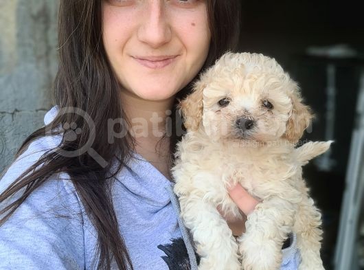 Toy Poodle Bebekler Bursa Köpek Okulu görsel