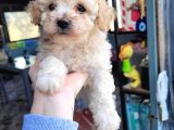 Toy poodle bebekler bursa köpek okulu