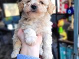 Toy Poodle Bebekler Bursa Köpek Okulu