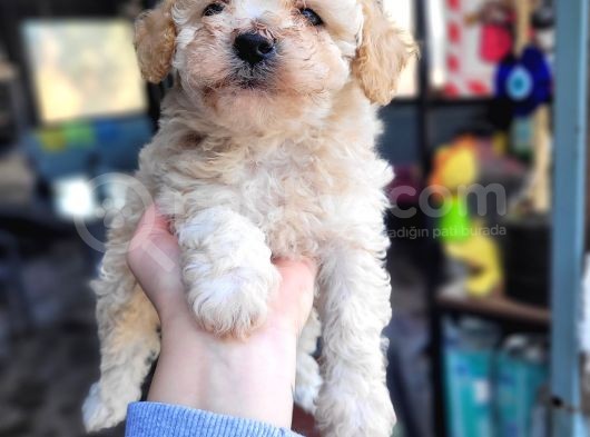 Toy Poodle Bebekler Bursa Köpek Okulu görsel