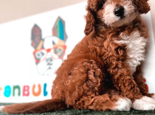 Özel Renk Orjinal Multicolor Red White Toy Poodle Safkan