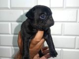 Muhteşem Pug Mops  Yavrular