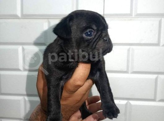 Muhteşem Pug Mops  Yavrular görsel