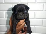 Muhteşem Pug Mops  Yavrular