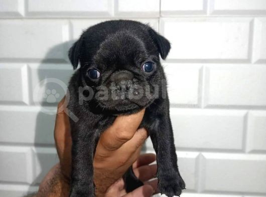 Muhteşem Pug Mops  Yavrular görsel