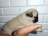 Muhteşem Pug Mops  Yavrular