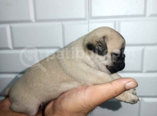 Muhteşem Pug Mops  Yavrular görsel