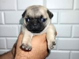 MUHTEŞEM PUG MOPS  YAVRULAR