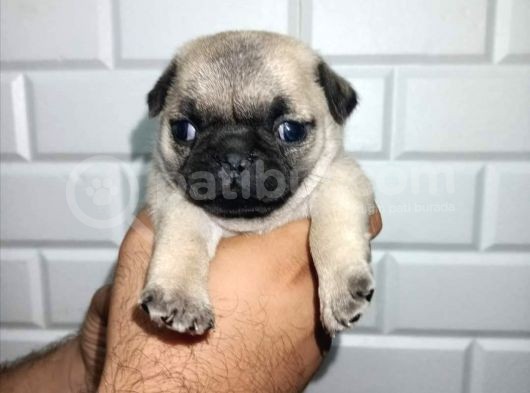 Muhteşem Pug Mops  Yavrular
