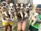 Her Renk Husky Yavrularimiz