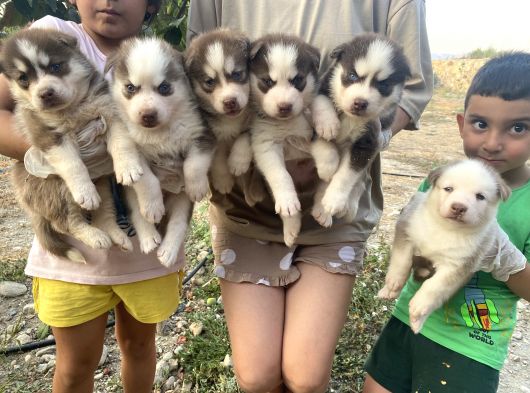 Her Renk Husky Yavrularimiz görsel