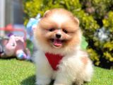 Boo Suratli Pomerani̇an Yavrular