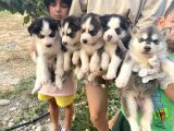 Her Renk Husky Yavrularimiz