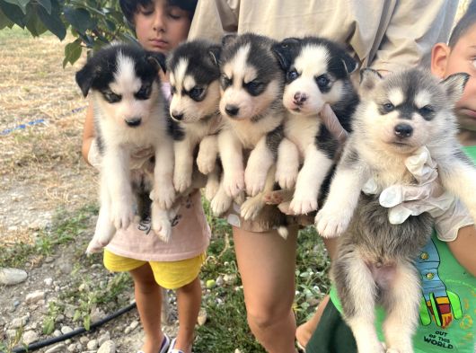 Her Renk Husky Yavrularimiz görsel