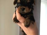 Kilo Garantili Gerçek Teacup Yavrular
