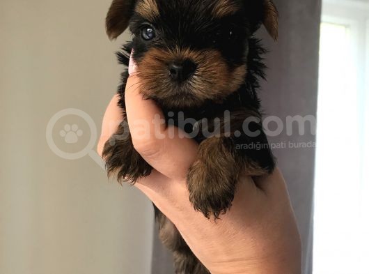 Kilo Garantili Gerçek Teacup Yavrular görsel