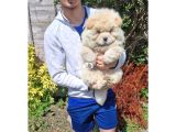 chow Chow Yavrularımız