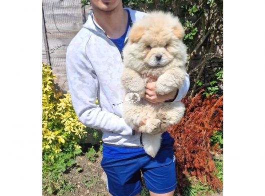 Chow Chow Yavrularımız