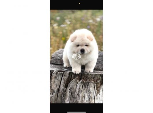 Chow Chow Yavrularımız görsel
