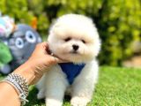 Boo Suratli Pomerani̇an Yavrular