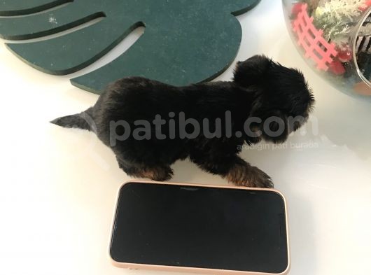 Kilo Garantili Gerçek Teacup Yavrular görsel