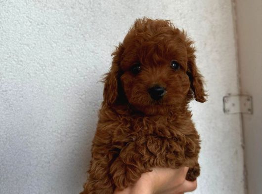 2 Aylik Di̇şi̇ Redbrown Bebeği̇m görsel