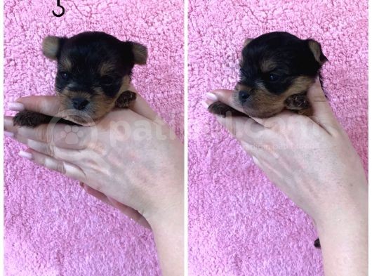 Kilo Garantili Gerçek Teacup Yavrular görsel