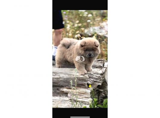 Chow Chow Yavrularımız görsel