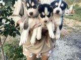 HER RENK HUSKY YAVRULARIMIZ