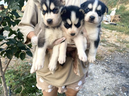 Her Renk Husky Yavrularimiz