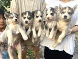 Her Renk Husky Yavrularimiz