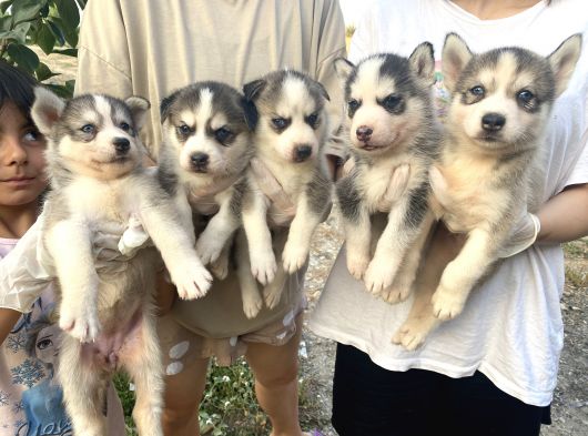 Her Renk Husky Yavrularimiz görsel