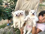 Her Renk Husky Yavrularimiz