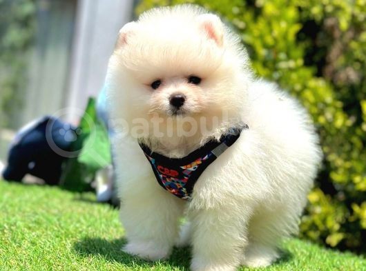 BOO SURATLI POMERANİAN YAVRULAR