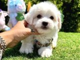 Anne Altından Maltese Yavrularımız Dişi Ve Erkek