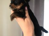 Kilo Garantili Gerçek Teacup Yavrular