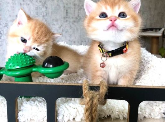 A Kalite Safkan Bri̇ti̇sh Shorthai̇r Golden  Yavrular görsel