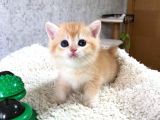 A Kalite Safkan Bri̇ti̇sh Shorthai̇r Golden  Yavrular