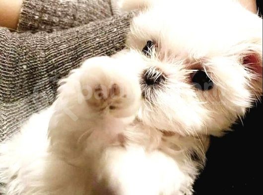 Teacup Maltese Terrier Bebekler görsel