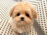 topaç gibi maltipoo