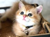 A kalite SAFKAN BRİTİSH SHORTHAİR GOLDEN  yavrular