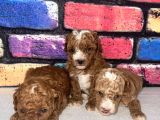 Poodle Bebeklerimiz Sizi Bekliyoruz
