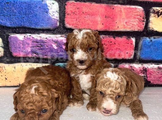 Poodle Bebeklerimiz Sizi Bekliyoruz görsel