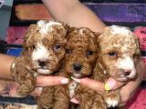 Poodle bebeklerimiz sizi bekliyoruz