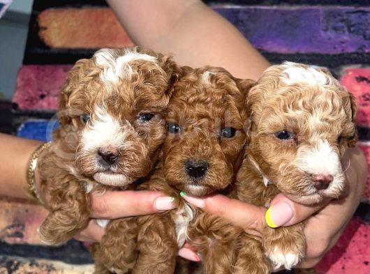 Poodle Bebeklerimiz Sizi Bekliyoruz