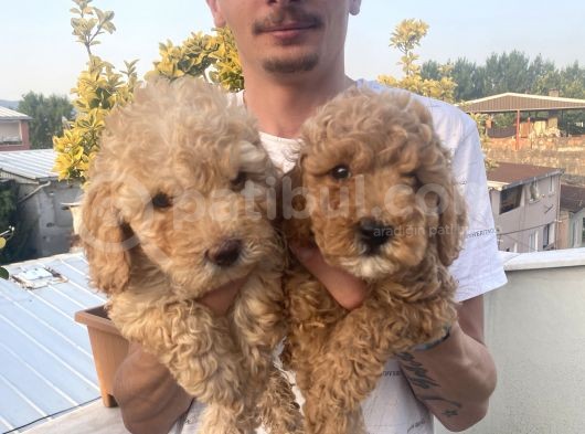 Muhteşem Guzellikte Poodle Bebeklerimiz Bizi Aramadan Karar Vermeyin
