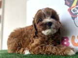 Çift Renk Özel Maltipoo Orjinal Tüy Dökmez Safkan