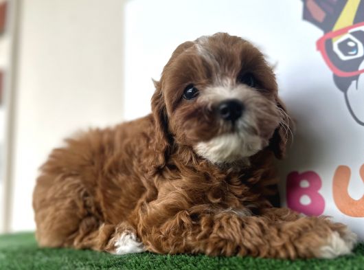 Çift Renk Özel Maltipoo Orjinal Tüy Dökmez Safkan görsel