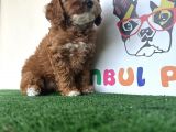 Çift Renk Özel Maltipoo Orjinal Tüy Dökmez Safkan
